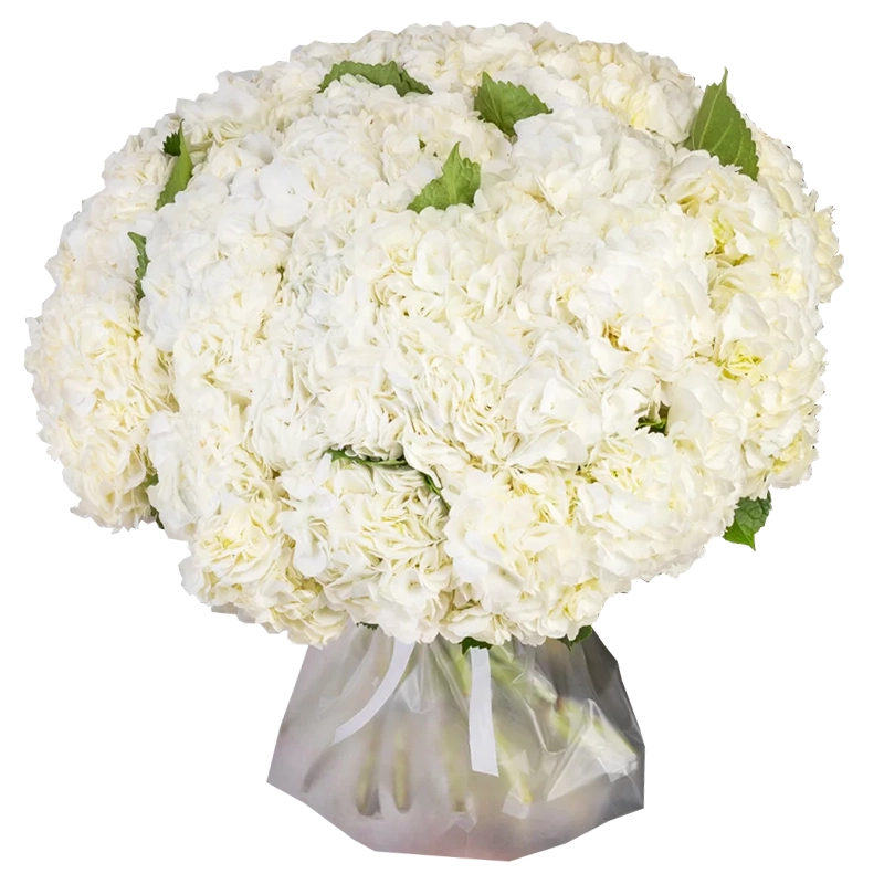 Букет из 35 белых гортензий