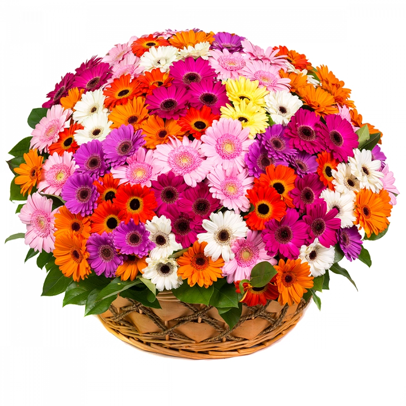 Корзина из 151 герберы