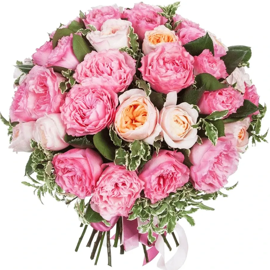 Розы  Пионовидные микс №2